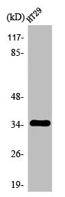 Anti-OR2J2 (PACO01221)