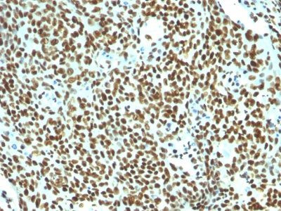 Human Nuclear Antigen(NM106), CF568 conjugate, 0.1mg/mL