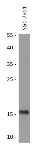 Anti-ASCL4