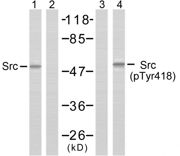 Phospho-Src Antibody Panel