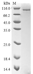 Nuclear cap-binding protein subunit 1 (NCBP1), human, recombinant