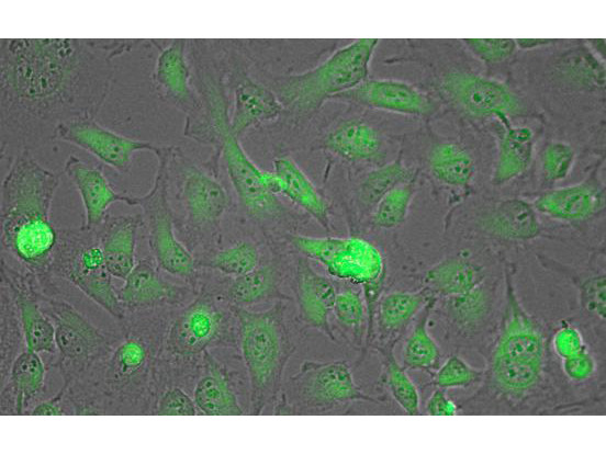 Anti-LACTATE DEHYDROGENASE (Rabbit Muscle)