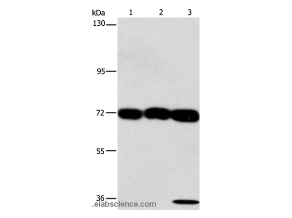 Anti-CKAP4