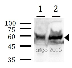Mitochondrial Marker Antibody Panel (Cytochrome C, COX4, HSP60)