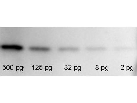 RFP Western Blot Kit: for RFP Chemiluminescent Western Blotting