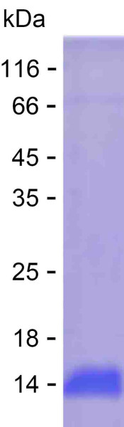 Recombinant Human ZNF562 Protein