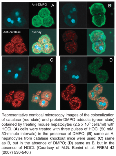 Anti-DMPO Nitrone Adduct Antiserum