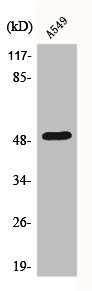 Anti-DCTN2