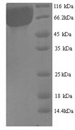 Probable alpha-galactosidase B (aglB), Aspergillus niger, recombinant