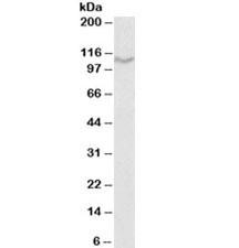 Anti-CD68Antibody