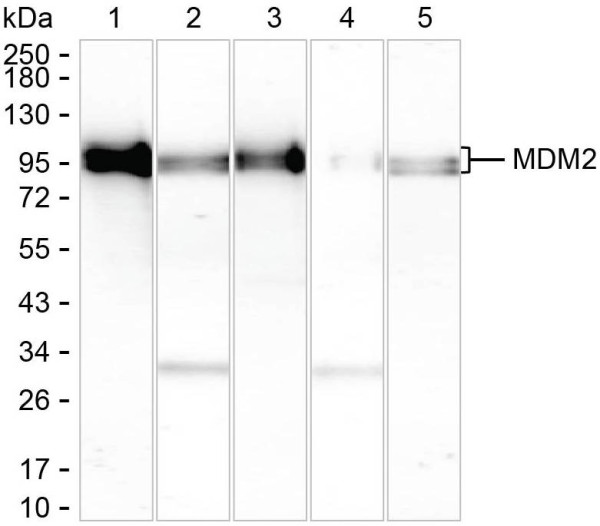 Anti-MDM2 Magnetic Beads