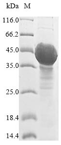 UDP-glycosyltransferase 89C1 (UGT89C1), Arabidopsis thaliana, recombinant