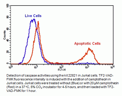 Cell Meter(TM) Generic Fluorometric Caspase Activity Assay Kit *Optimized Green Fluorescence for Flo
