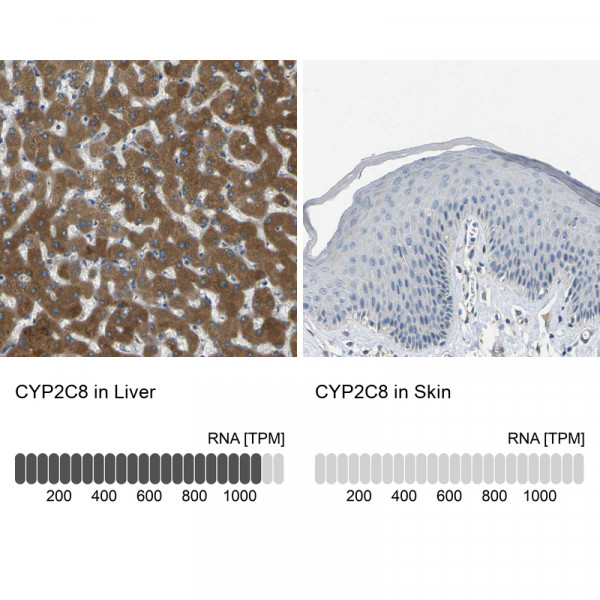 Anti-CYP2C8