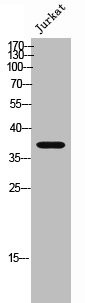 Anti-RRH (PACO02355)