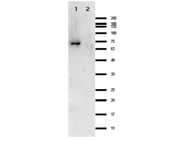 Crasp1 Control Protein