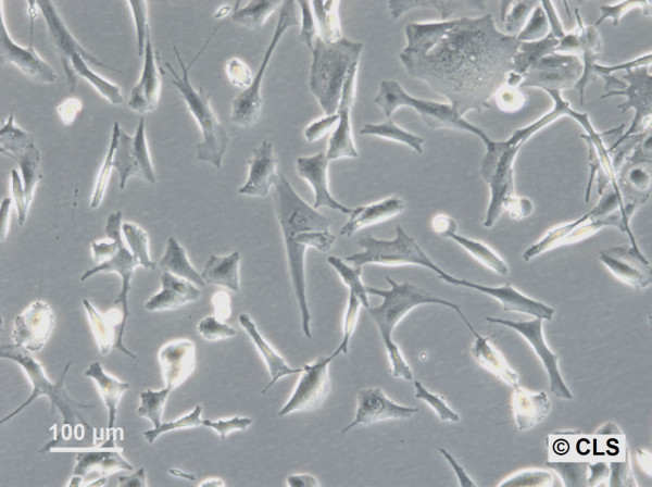 HROG06 Cells