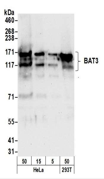 Anti-BAT3