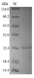 7,8-Dihydro-8-oxoguanine triphosphatase (NUDT1), human, recombinant