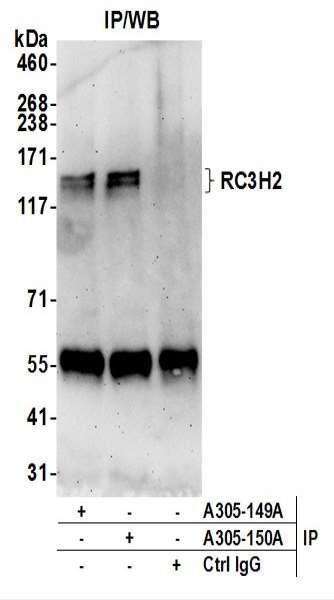 Anti-RC3H2/MNAB
