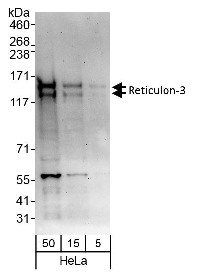 Anti-Reticulon-3