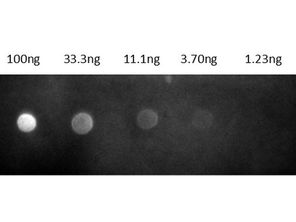 Anti-Rat IgG (H&amp;L) [Goat] Rhodamine conjugated Fab fragment