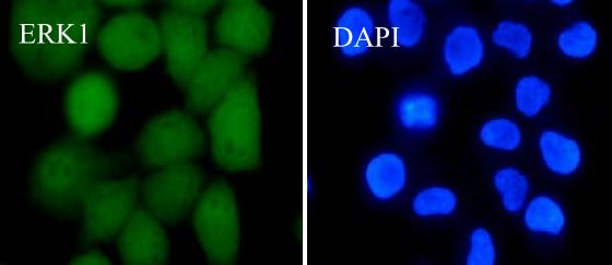 Anti-ERK1, clone SQab1866