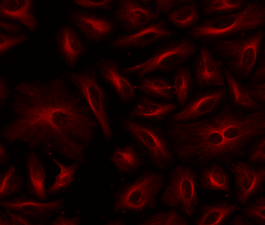 ReadiLink(TM) Rapid XFD750 Antibody Labeling Kit *Production Scale*