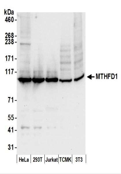 Anti-MTHFD1