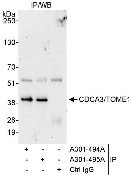 Anti-CDCA3/TOME1