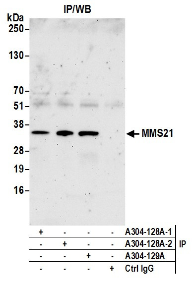 Anti-MMS21