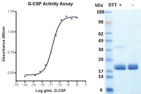 Granulocyte Colony Stimulating Factor (G-CSF), human recombinant (HumaXpress)