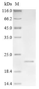 Signal peptide, CUB and EGF-like domain-containing protein 3 (SCUBE3),partial, human, recombinant