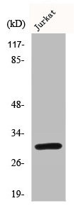 Anti-BCL2L1