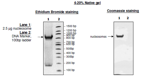 Nucleosome (Biotinylated)
