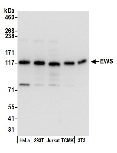 Anti-EWS