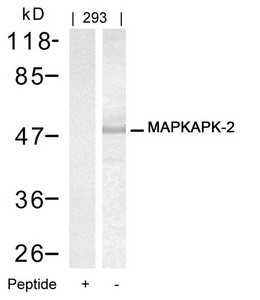 Anti-MAPKAPK2 (Ab-334)