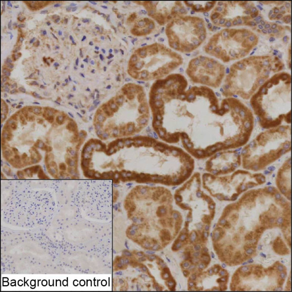 Anti-USP20 (recombinant antibody)