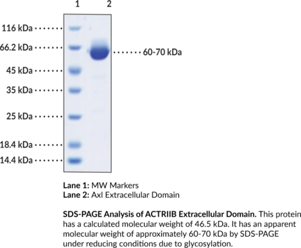 Axl Extracellular Domain (human, recombinant)