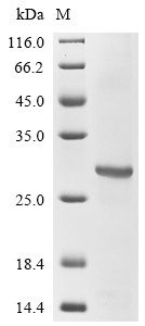Erythropoietin receptor (Epor), partial, mouse, recombinant