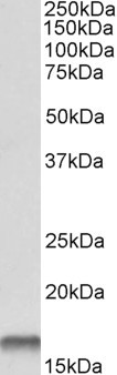 Anti-Cystatin B, C-terminal
