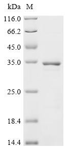 Egl nine homolog 3 (EGLN3), human, recombinant