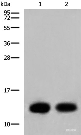 Anti-COX6C