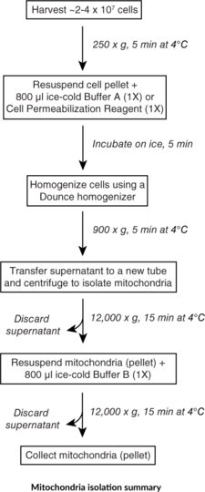 MitoCheck(R) Mitochondria (Cell Culture) Isolation Kit