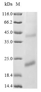 Glycoprotein U22 (U22), human herpesvirus 6A, recombinant