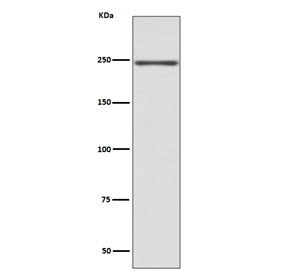 Anti-MYH6 / Myosin 6, clone AOBH-13