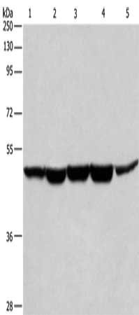 Anti-HNRNPF