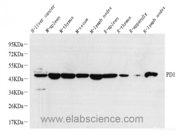 Anti-PD-1/CD279