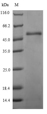 Gamma-hemolysin component B (hlgB), Staphylococcus aureus, recombinant