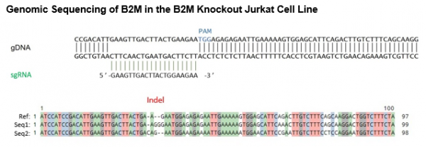 B2M Knockout Jurkat Cell Line